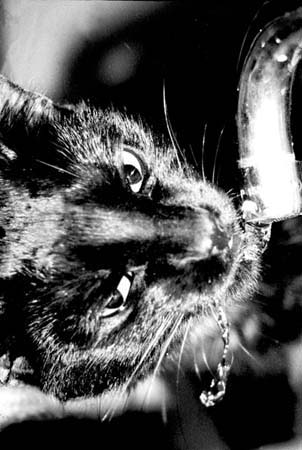 Diesel dricker (foto)